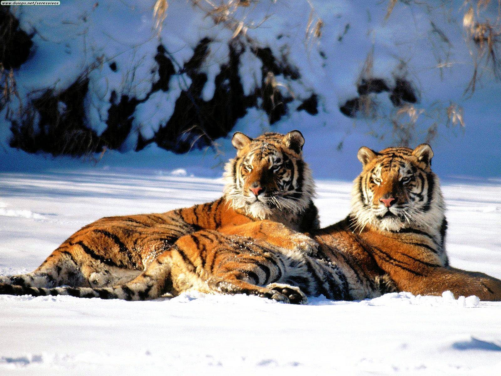 tigre